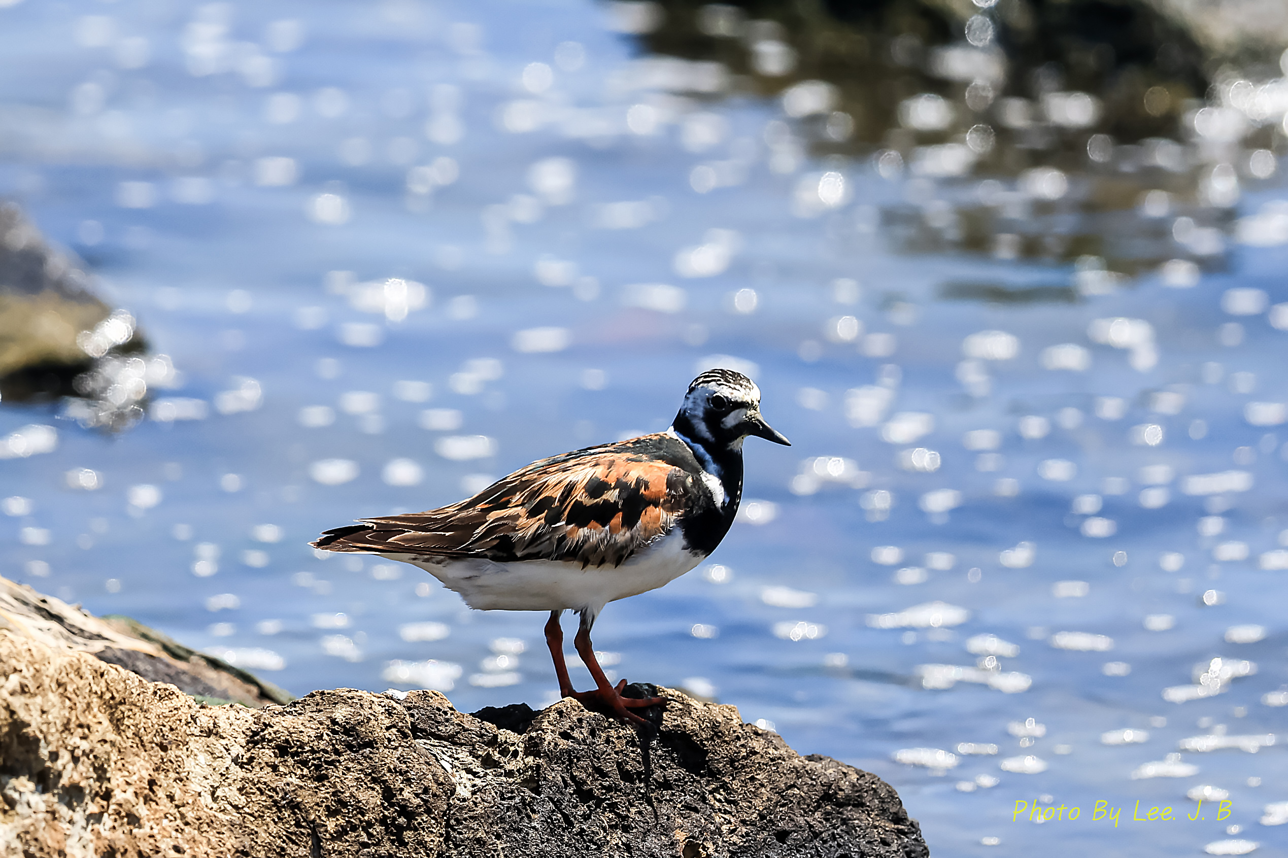 PHOTO BY  | Canon EOS R3 | 2024:08:10 12:06:50 | ISO-400 | 1/2000 sec | f 5.6 | 840 mm | EV=0 | ● WIDTH:2538 pixels  HEIGHT:1691 pixels