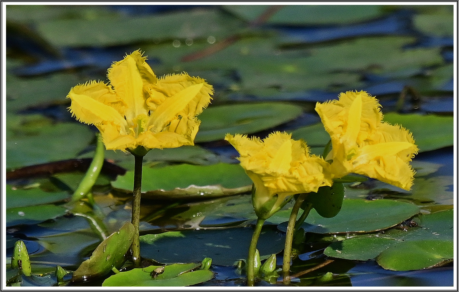 PHOTO BY  | NIKON Z 7_2 | 2024:09:04 08:28:40 | ISO-500 | 1/3200 sec | f 7.1 | 330 mm | EV=-0.7 | ● WIDTH:5408 pixels  HEIGHT:3600 pixels