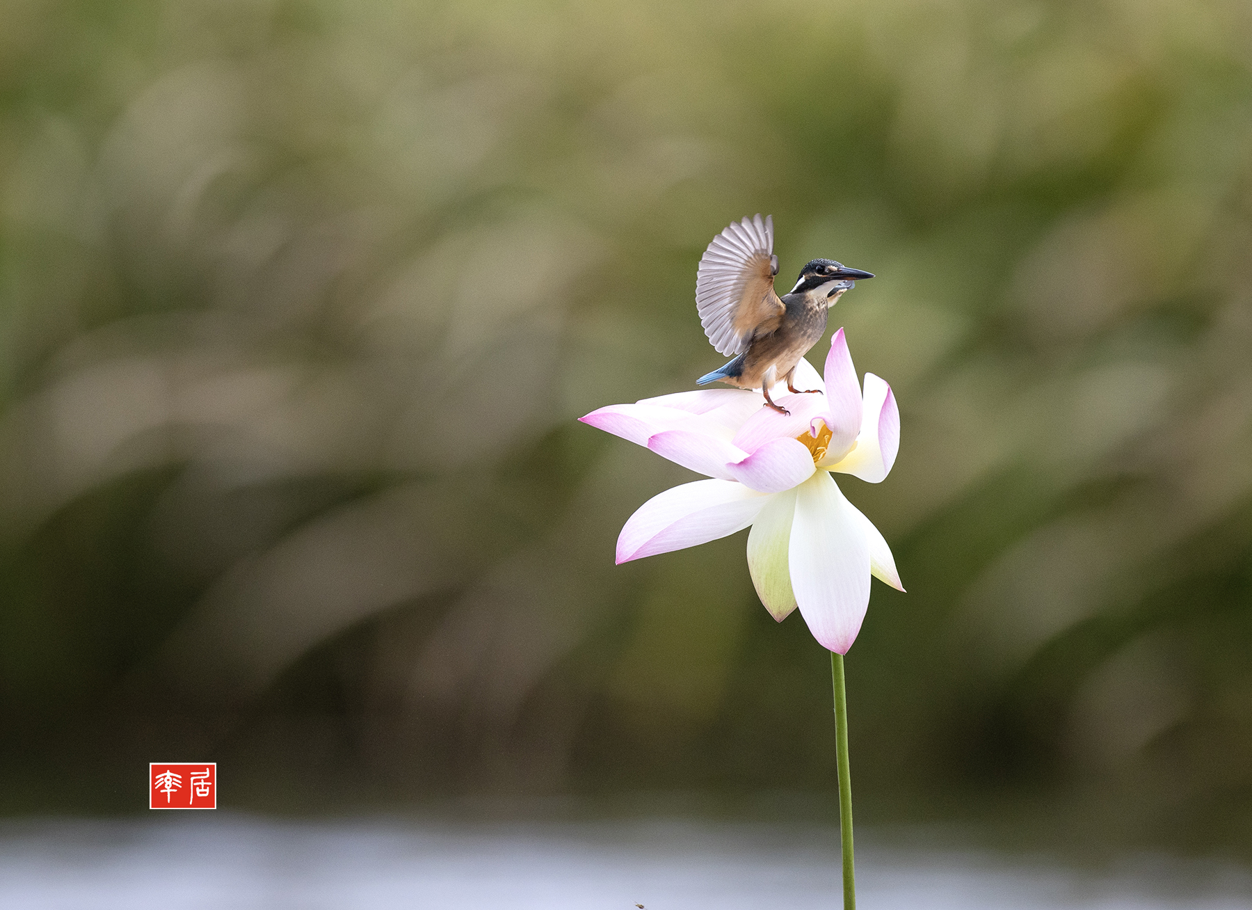 PHOTO BY changickheun | Canon EOS-1D X Mark III | 2024:09:06 13:53:22 | ISO-1600 | 1/4000 sec | f 4.5 | 600 mm | EV=0 | ● WIDTH:1800 pixels  HEIGHT:1308 pixels