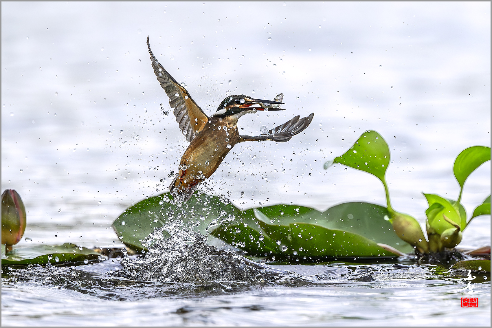 PHOTO BY  | NIKON Z 9 | 2024:09:06 14:02:35 | ISO-1000 | 1/12800 sec | f 4 | 600 mm | EV=-1 | ● WIDTH:1700 pixels  HEIGHT:1133 pixels