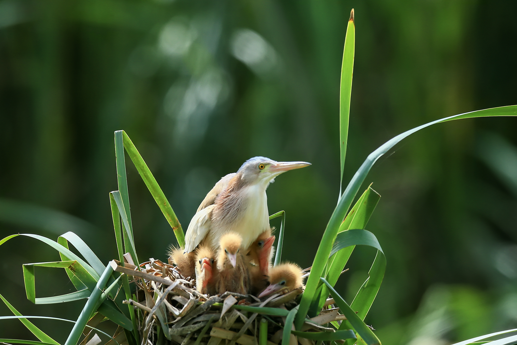 PHOTO BY HNalim | Canon EOS 7D Mark II | 2024:06:22 13:39:31 | ISO-100 | 1/500 sec | f 4.5 | 100 mm | EV=0 | ● WIDTH:1800 pixels  HEIGHT:1200 pixels