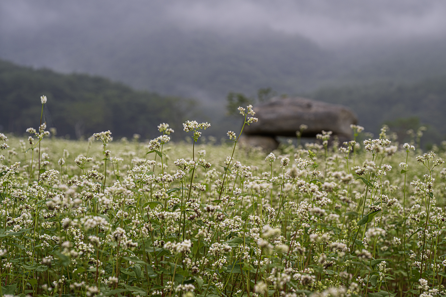PHOTO BY KWON BYUNG JIN | NIKON Z 8 | 2024:09:09 06:28:39 | ISO-100 | 1/10 sec | f 10 | 102 mm | EV=0 | ● WIDTH:1500 pixels  HEIGHT:1000 pixels