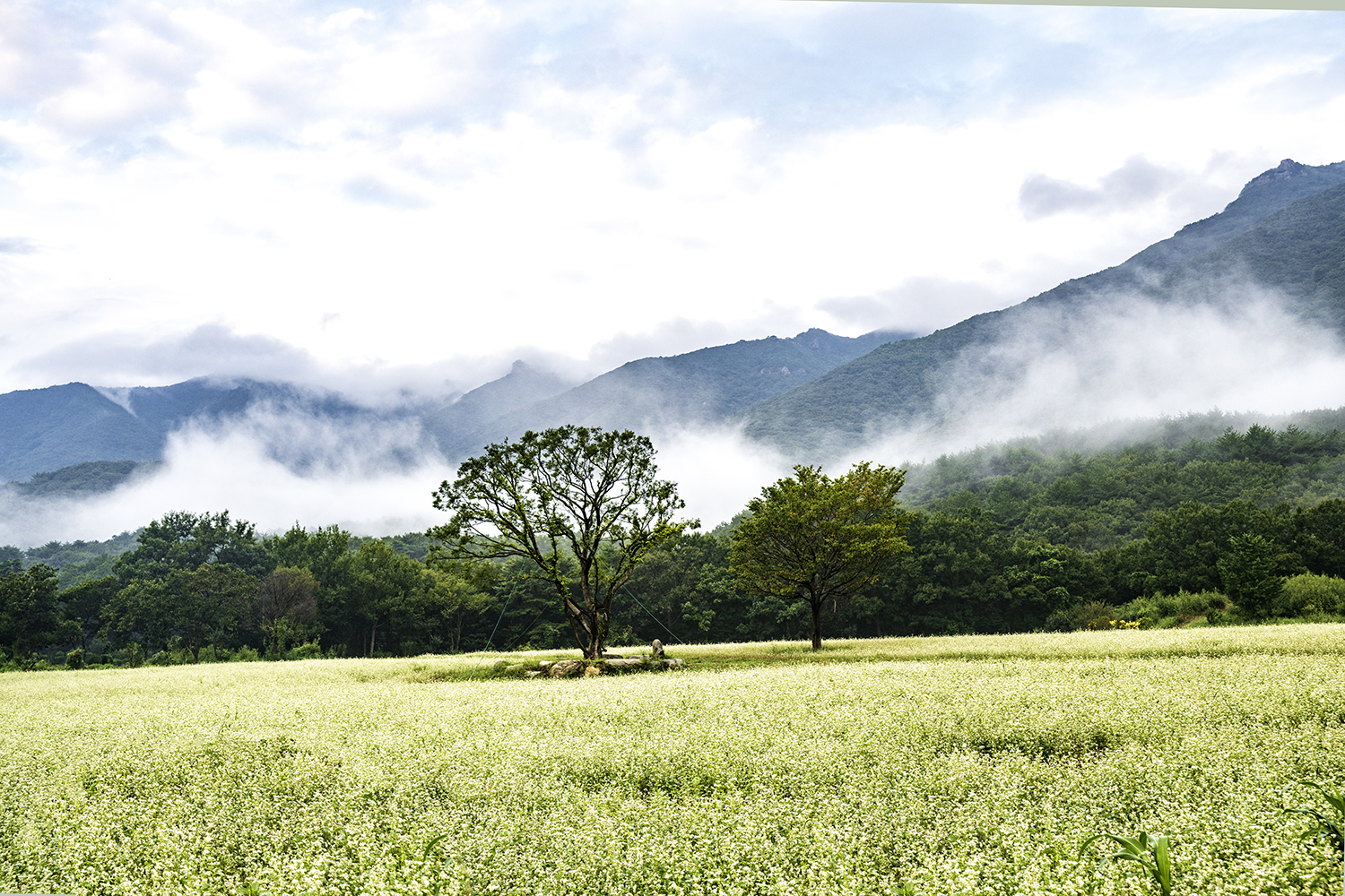 PHOTO BY KWON BYUNG JIN | NIKON Z 8 | 2024:09:09 06:47:06 | ISO-250 | 1/250 sec | f 5 | 35 mm | EV=0 | ● WIDTH:1500 pixels  HEIGHT:1000 pixels