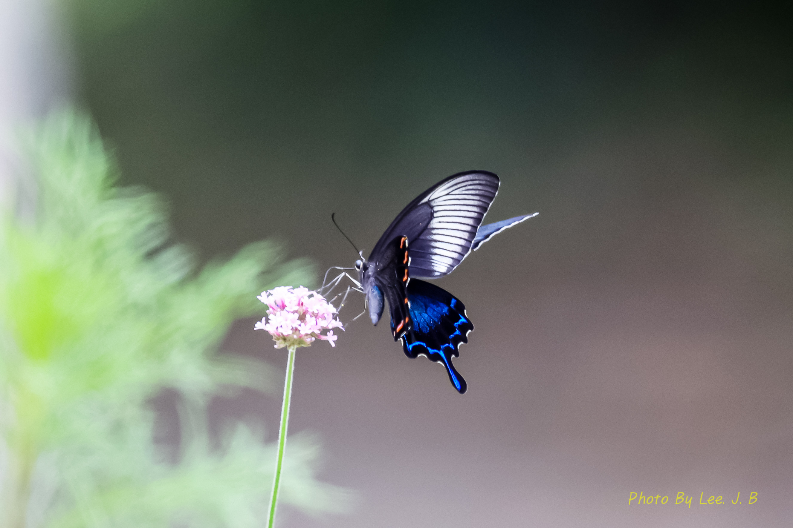 PHOTO BY  | Canon EOS R3 | 2024:08:25 13:56:12 | ISO-4000 | 1/3200 sec | f 4 | 600 mm | EV=0 | ● WIDTH:2653 pixels  HEIGHT:1768 pixels