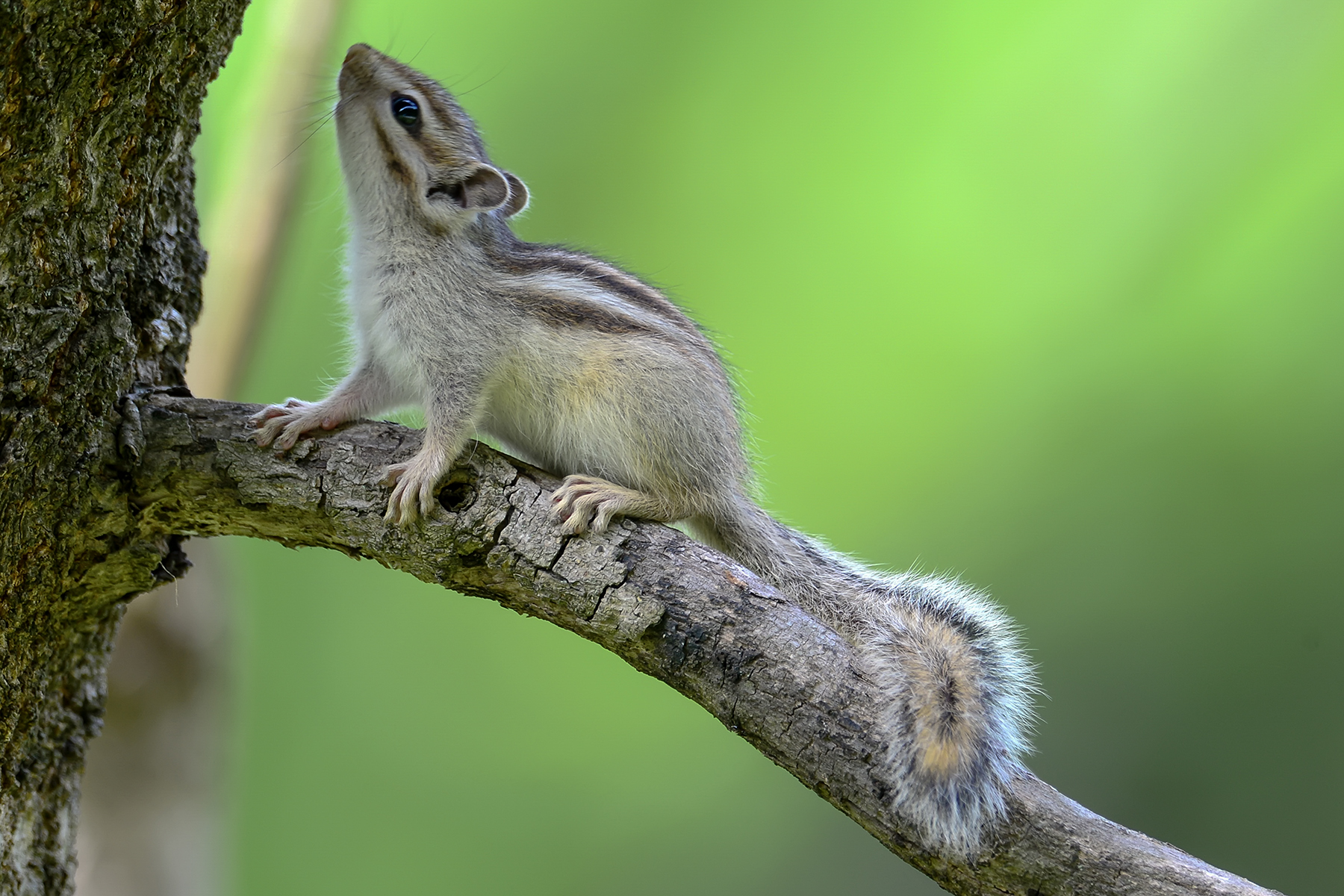 PHOTO BY HNalim | Canon EOS 7D Mark II | 2024:06:22 13:40:14 | ISO-100 | 1/500 sec | f 4.5 | 100 mm | EV=0 | ● WIDTH:1800 pixels  HEIGHT:1200 pixels