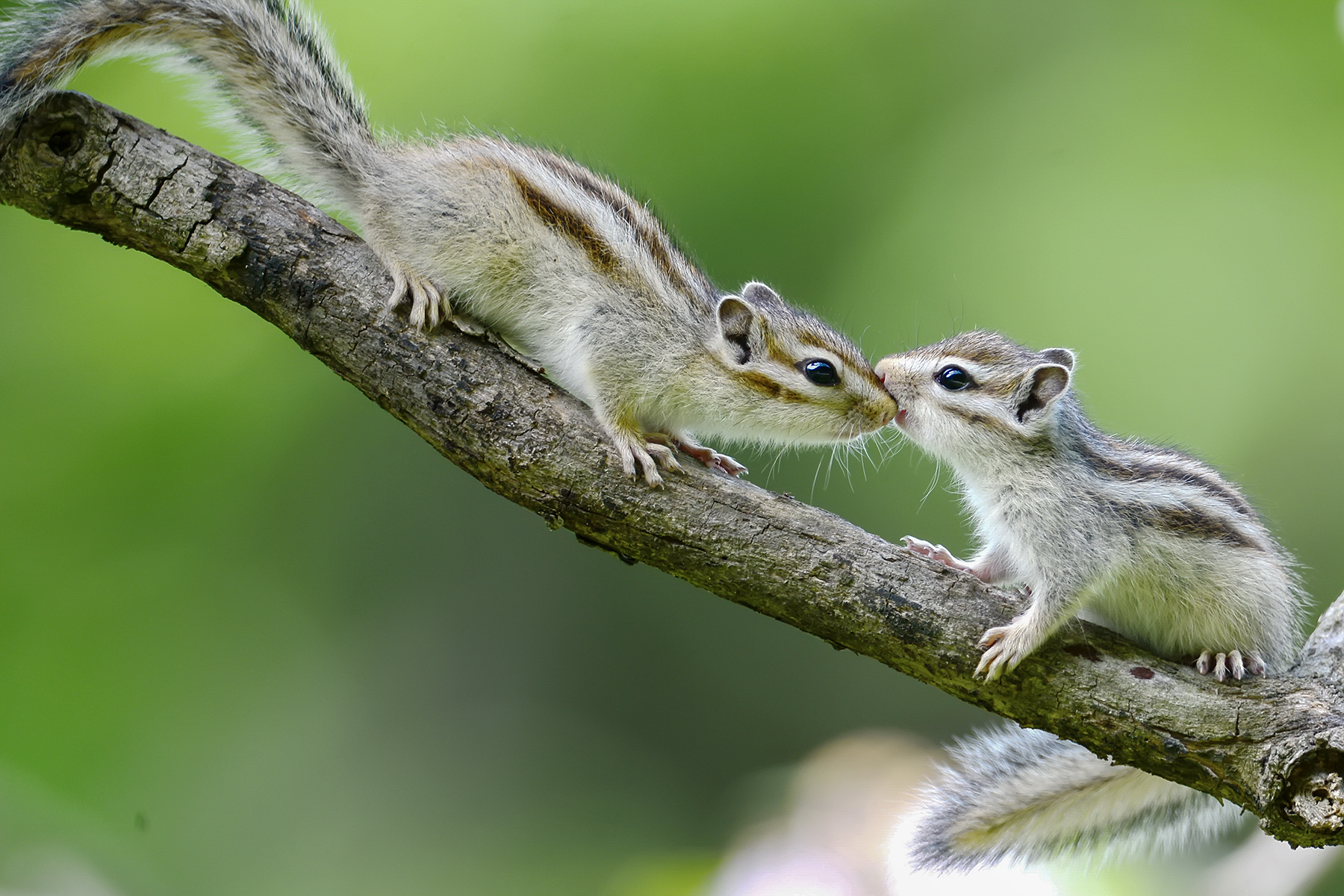 PHOTO BY HNalim | Canon EOS 7D Mark II | 2024:06:22 13:44:25 | ISO-100 | 1/640 sec | f 4.5 | 100 mm | EV=0 | ● WIDTH:1800 pixels  HEIGHT:1200 pixels