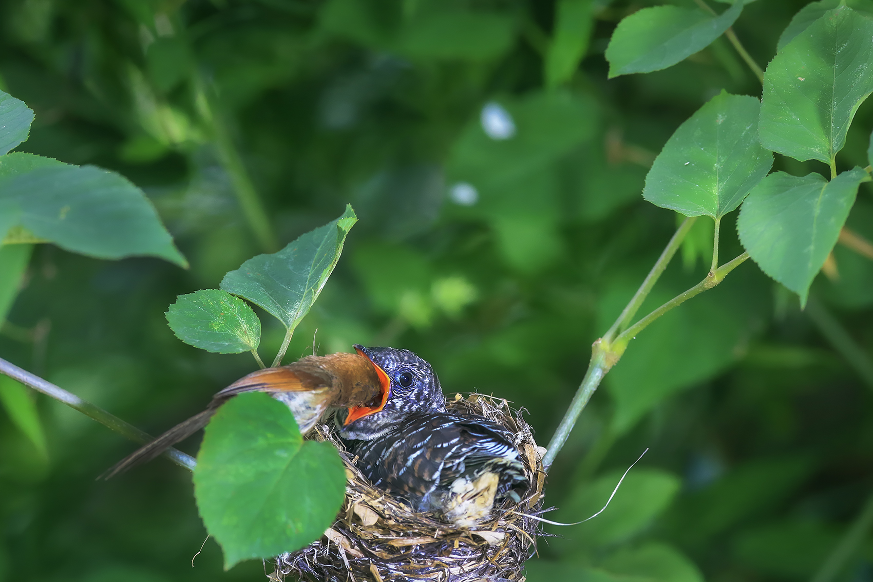 PHOTO BY HNalim | Canon EOS 7D Mark II | 2024:06:22 13:41:13 | ISO-160 | 1/500 sec | f 5.6 | 371 mm | EV=0 | ● WIDTH:1700 pixels  HEIGHT:1133 pixels