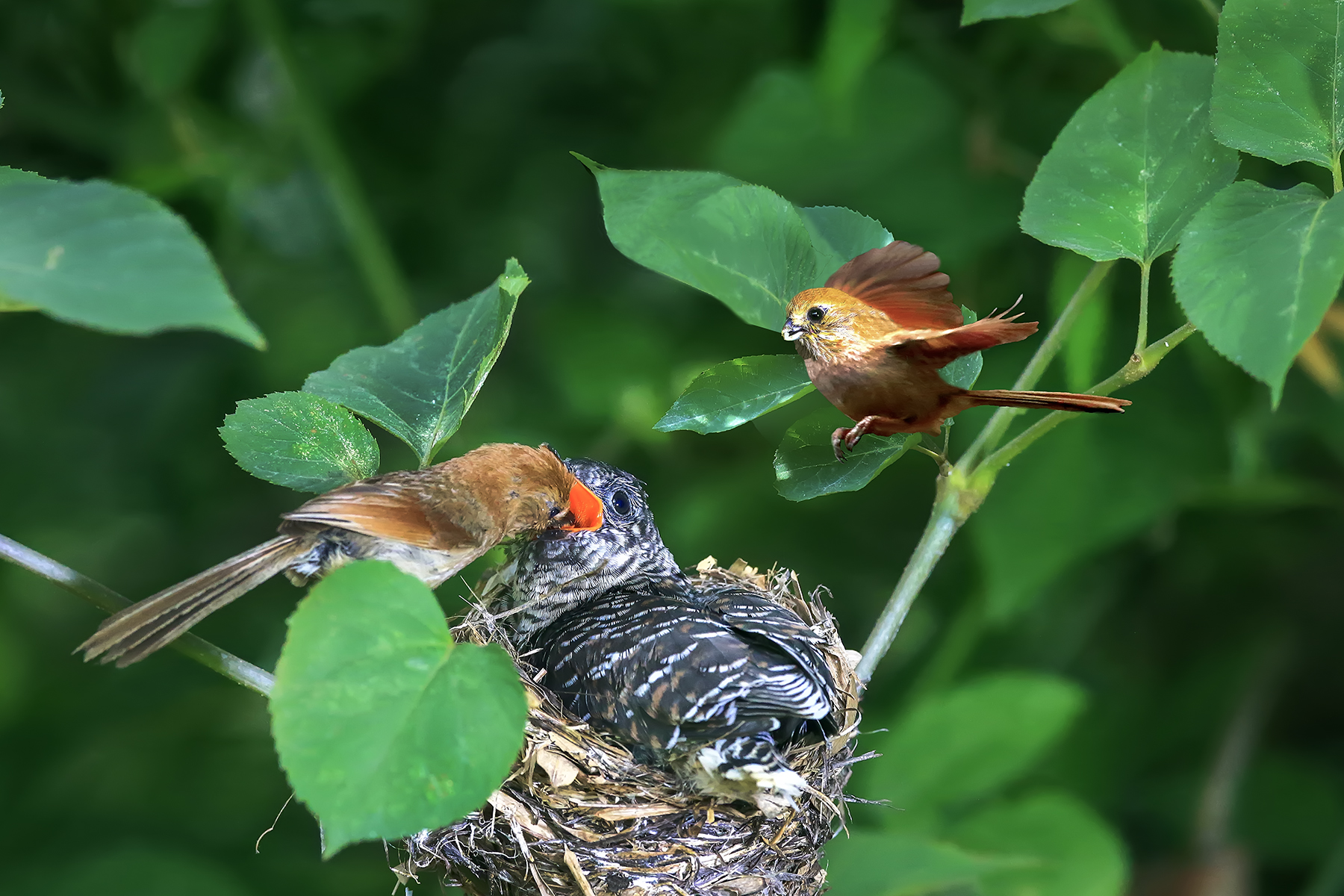 PHOTO BY HNalim | Canon EOS 7D Mark II | 2024:06:22 13:42:19 | ISO-125 | 1/500 sec | f 5 | 300 mm | EV=0 | ● WIDTH:1800 pixels  HEIGHT:1200 pixels