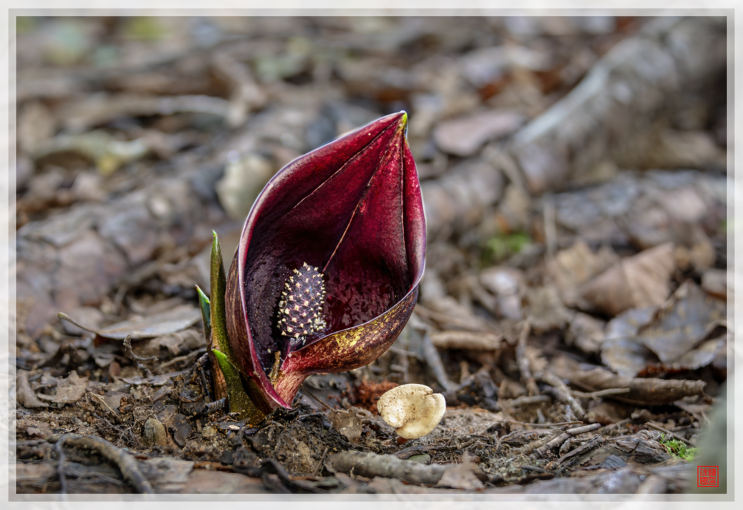 PHOTO BY  | NIKON D500 | 2024:09:12 13:46:24 | ISO-200 | 1/5 sec | f 4.5 | 58 mm | EV=-0.3 | ● WIDTH:1500 pixels  HEIGHT:1030 pixels