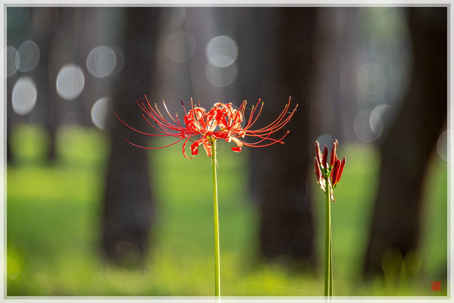 PHOTO BY  | NIKON D850 | 2024:09:19 06:51:54 | ISO-100 | 1/20 sec | f 5.6 | 300 mm | EV=0 | ● WIDTH:1500 pixels  HEIGHT:1000 pixels