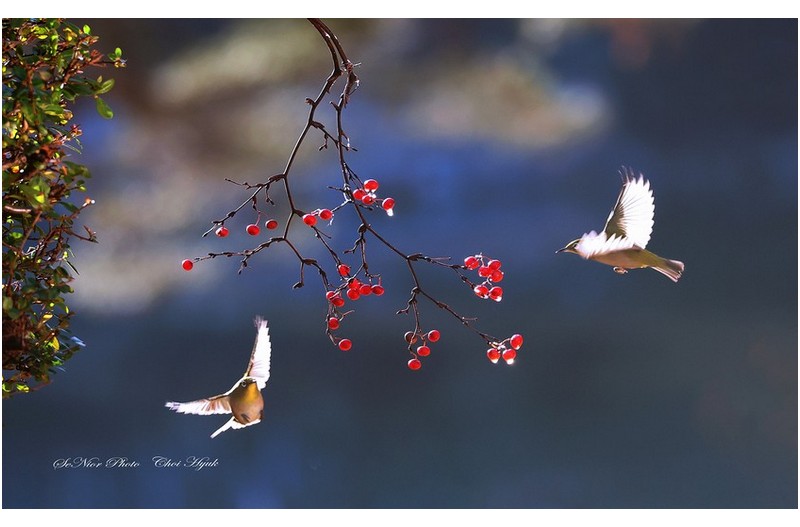 PHOTO BY  | Canon EOS R6  | 2024:01:04 15:57:22  | ISO-1600 | 1/800 sec | f 5.6 | 273 mm | EV=0 | ● WIDTH:1700 pixels  HEIGHT:1050 pixels