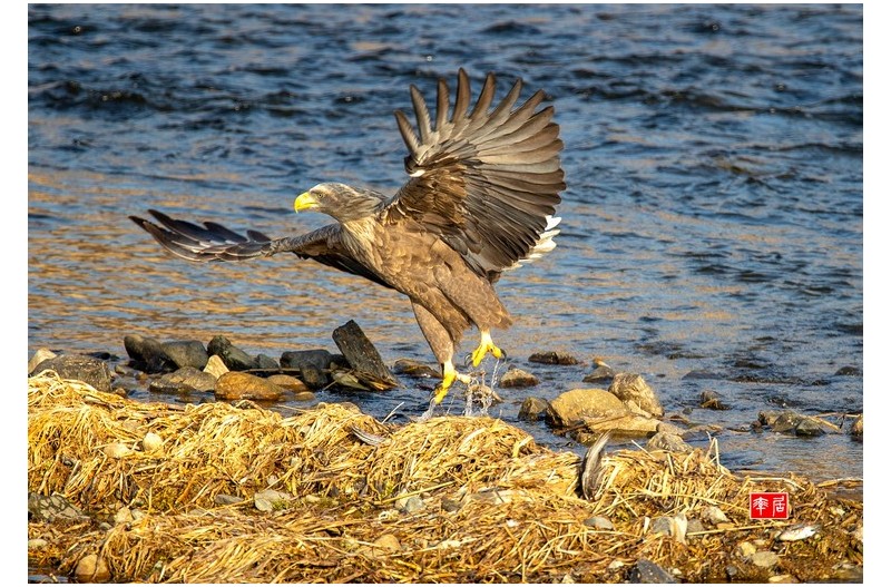 PHOTO BY changickheun  | Canon EOS-1D X Mark III  | 2024:01:05 09:37:55  | ISO-400 | 1/1600 sec | f 5.6 | 840 mm | EV=0 | ● WIDTH:1800 pixels  HEIGHT:1251 pixels