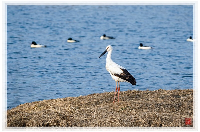 PHOTO BY  | NIKON Z 9  | 2024:01:05 15:18:23  | ISO-500 | 1/2000 sec | f 6.3 | 840 mm | EV=0.3 | ● WIDTH:1500 pixels  HEIGHT:999 pixels