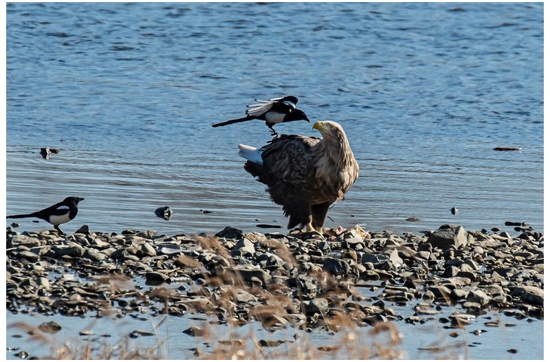 PHOTO BY  | NIKON D500  | 2024:01:06 12:25:45  | ISO-450 | 1/3200 sec | f 5.6 | 600 mm | EV=0.3 | ● WIDTH:1200 pixels  HEIGHT:800 pixels
