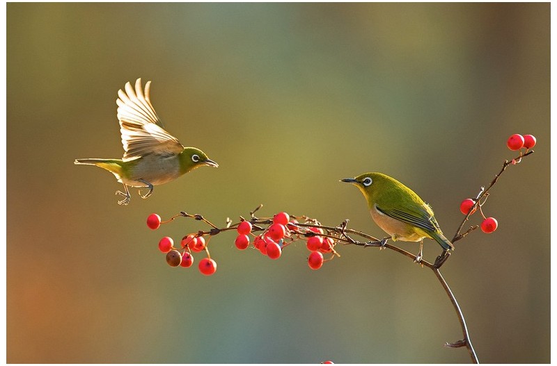 PHOTO BY  | NIKON D5  | 2024:01:03 15:46:51  | ISO-2500 | 1/1250 sec | f 5.6 | 600 mm | EV=0.7 | ● WIDTH:1200 pixels  HEIGHT:800 pixels