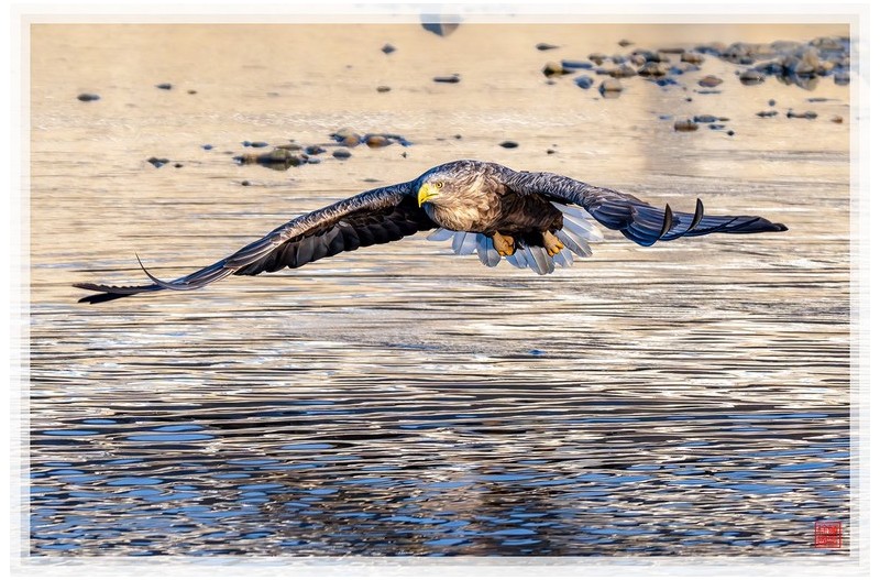 PHOTO BY  | NIKON Z 9  | 2024:01:09 08:34:38  | ISO-1000 | 1/2500 sec | f 8 | 840 mm | EV=-0.3 | ● WIDTH:1500 pixels  HEIGHT:999 pixels