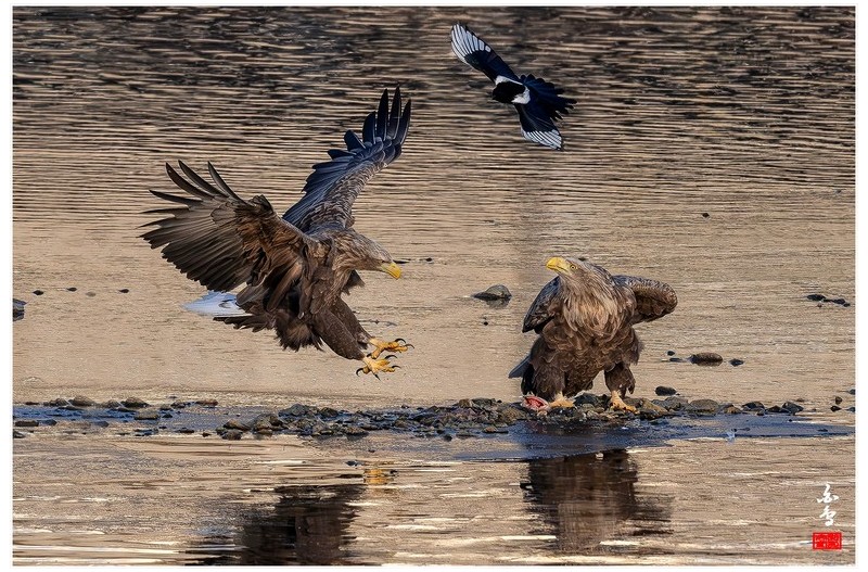 PHOTO BY  | NIKON Z 9  | 2024:01:09 08:35:00  | ISO-2000 | 1/5000 sec | f 7.1 | 600 mm | EV=0 | ● WIDTH:1700 pixels  HEIGHT:1132 pixels