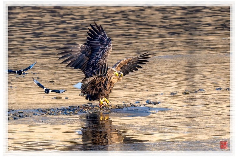 PHOTO BY  | NIKON Z 9  | 2024:01:09 08:32:58  | ISO-1800 | 1/2500 sec | f 8 | 840 mm | EV=-0.3 | ● WIDTH:1500 pixels  HEIGHT:999 pixels
