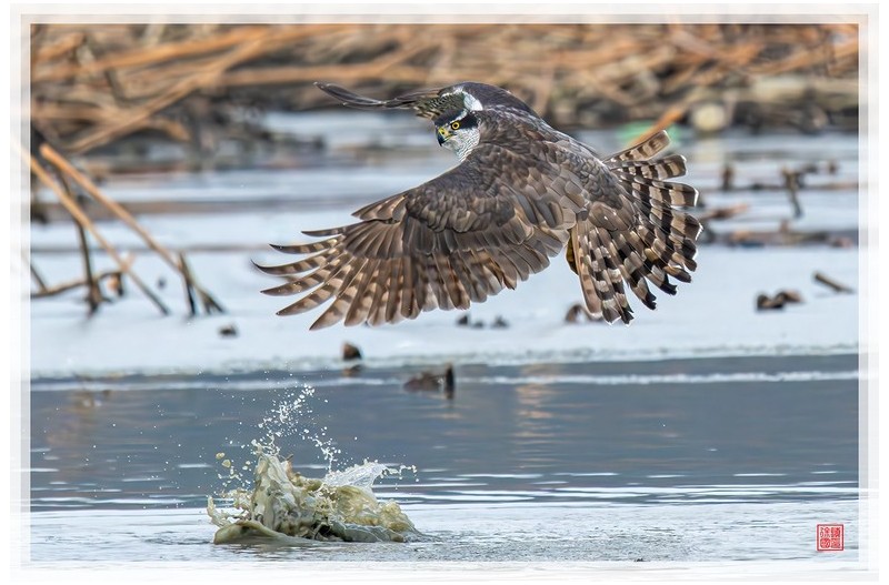PHOTO BY  | NIKON Z 9  | 2024:01:10 12:57:04  | ISO-2200 | 1/2500 sec | f 8 | 600 mm | EV=0.3 | ● WIDTH:1500 pixels  HEIGHT:999 pixels