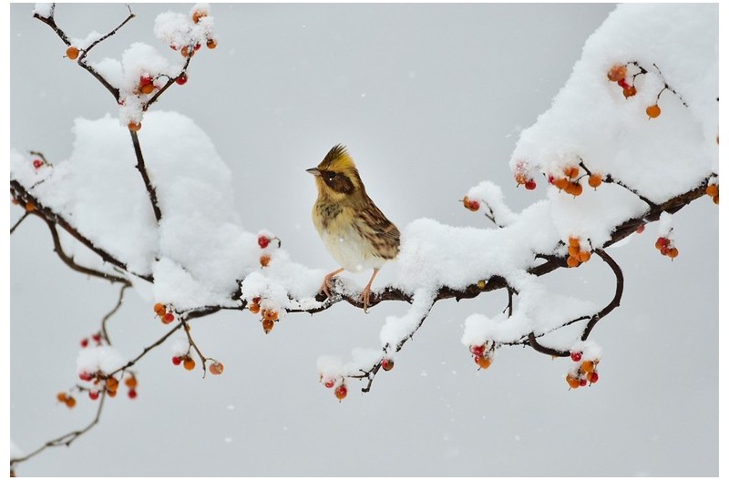 PHOTO BY KDS                                   | NIKON D4S  | 2018:01:10 15:05:31  | ISO-900 | 5/10000 sec | f 4 | 500 mm | EV=1 | ● WIDTH:1333 pixels  HEIGHT:892 pixels