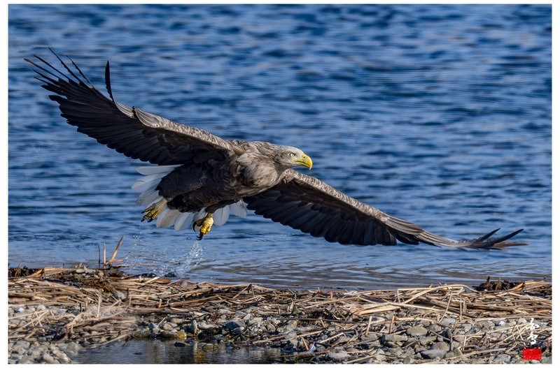 PHOTO BY  | NIKON Z 9  | 2024:01:11 15:08:45  | ISO-640 | 1/2000 sec | f 8 | 1176 mm | EV=-0.7 | ● WIDTH:1700 pixels  HEIGHT:1132 pixels