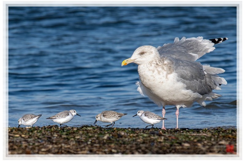 PHOTO BY  | NIKON Z 9  | 2024:01:13 10:41:21  | ISO-640 | 1/2500 sec | f 8 | 600 mm | EV=0 | ● WIDTH:1500 pixels  HEIGHT:999 pixels