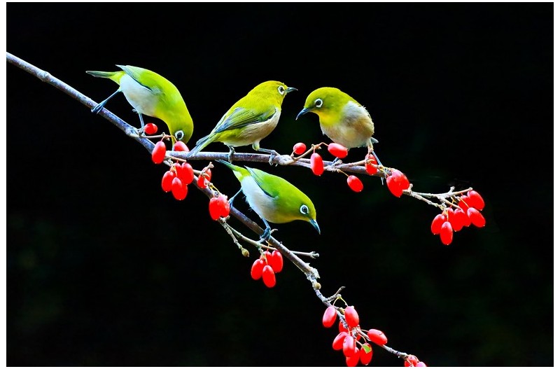PHOTO BY WO2YA LAB  | Canon EOS-1D X Mark II  | 2024:01:05 16:44:19  | ISO-3200 | 1/2000 sec | f 11 | 349 mm | EV=0 | ● WIDTH:1800 pixels  HEIGHT:1200 pixels