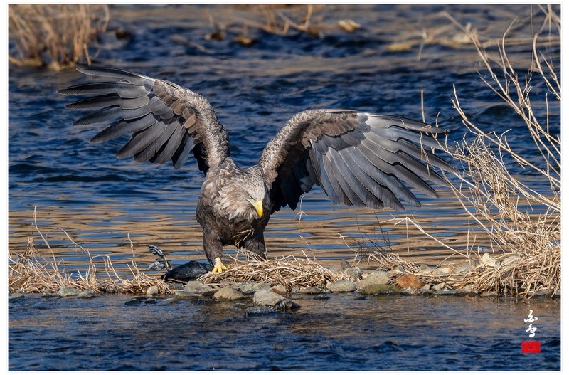 PHOTO BY  | NIKON Z 9  | 2024:01:14 11:17:53  | ISO-320 | 1/1250 sec | f 8 | 1176 mm | EV=-0.7 | ● WIDTH:1700 pixels  HEIGHT:1133 pixels