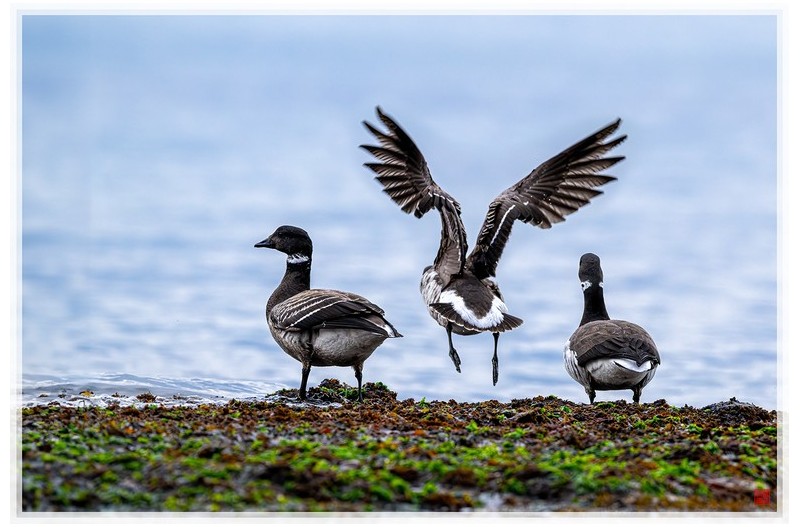 PHOTO BY  | NIKON Z 9  | 2024:01:17 14:45:06  | ISO-4000 | 1/2500 sec | f 6.3 | 600 mm | EV=1.3 | ● WIDTH:1500 pixels  HEIGHT:1003 pixels