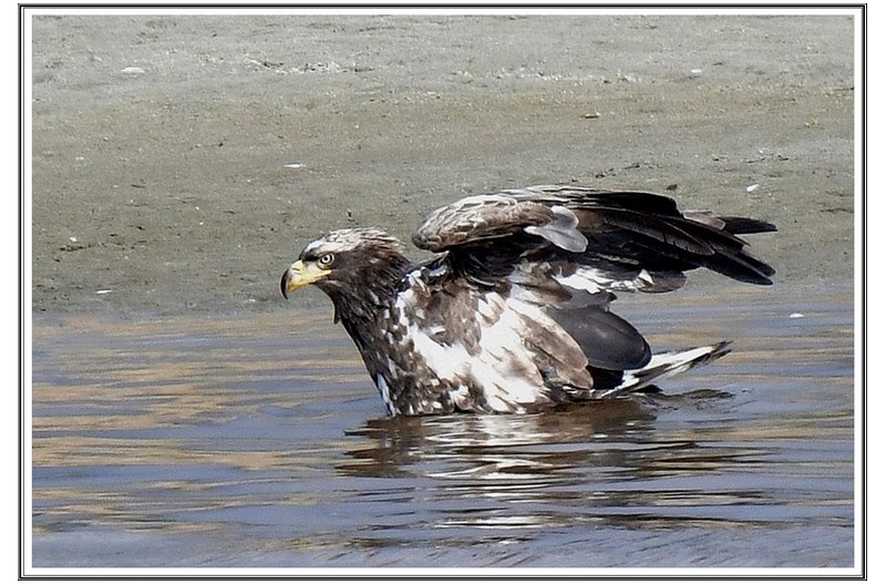 PHOTO BY                                       | NIKON D500  | 2024:01:11 11:30:46  | ISO-800 | 1/500 sec | f 8 | 460 mm | EV=-0.5 | ● WIDTH:5568 pixels  HEIGHT:3712 pixels