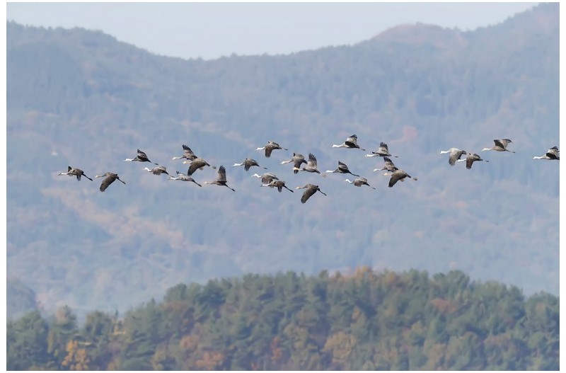 PHOTO BY WO2YA LAB  | Canon EOS-1D X Mark II  | 2024:01:15 15:59:14  | ISO-3200 | 1/2000 sec | f 8 | 340 mm | EV=0 | ● WIDTH:1800 pixels  HEIGHT:1200 pixels