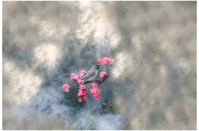 PHOTO BY WO2YA LAB  | Canon EOS-1D X Mark II  | 2024:01:15 15:59:28  | ISO-3200 | 1/2000 sec | f 14 | 286 mm | EV=0 | ● WIDTH:1800 pixels  HEIGHT:1200 pixels