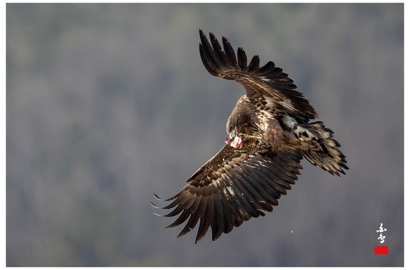 PHOTO BY  | NIKON Z 9  | 2024:01:30 11:58:58  | ISO-640 | 1/2000 sec | f 7.1 | 840 mm | EV=-0.7 | ● WIDTH:1700 pixels  HEIGHT:1133 pixels