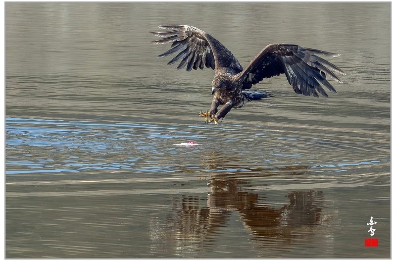 PHOTO BY  | NIKON Z 9  | 2024:01:30 12:23:37  | ISO-640 | 1/2000 sec | f 7.1 | 840 mm | EV=-0.3 | ● WIDTH:1700 pixels  HEIGHT:1133 pixels