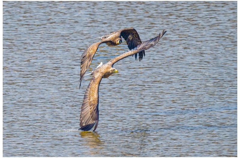 PHOTO BY park haesig  | NIKON Z 9  | 2024:01:30 12:48:02  | ISO-1250 | 1/2000 sec | f 8 | 840 mm | EV=0 | ● WIDTH:1500 pixels  HEIGHT:1000 pixels