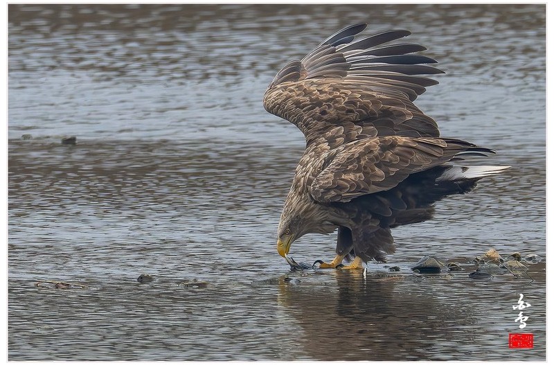 PHOTO BY  | NIKON Z 9  | 2024:02:01 10:41:35  | ISO-2500 | 1/2500 sec | f 8 | 1176 mm | EV=0.3 | ● WIDTH:1700 pixels  HEIGHT:1132 pixels