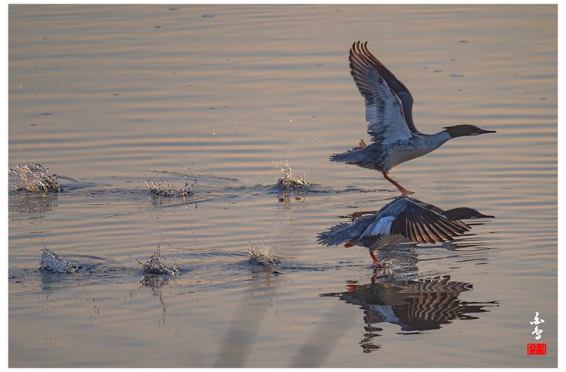 PHOTO BY  | NIKON Z 9  | 2024:01:30 08:15:18  | ISO-640 | 1/2500 sec | f 8 | 1176 mm | EV=-0.3 | ● WIDTH:1700 pixels  HEIGHT:1132 pixels