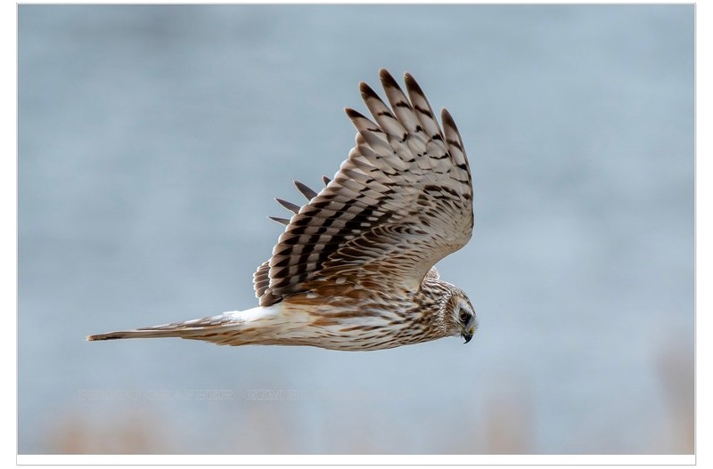PHOTO BY  | NIKON D850  | 2024:02:02 10:22:18  | ISO-1250 | 1/2000 sec | f 6.3 | 850 mm | EV=0 | ● WIDTH:3939 pixels  HEIGHT:2626 pixels