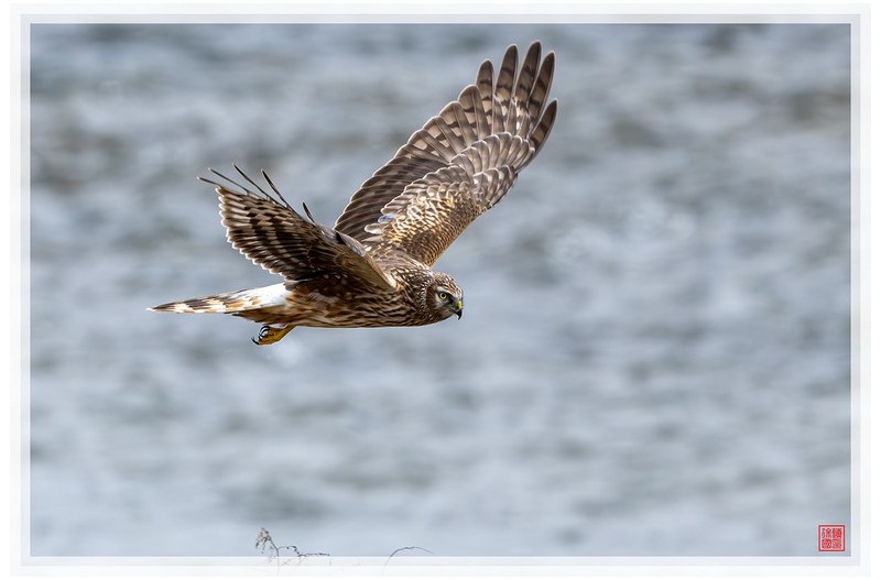 PHOTO BY  | NIKON Z 9  | 2024:02:02 09:45:25  | ISO-1100 | 1/1250 sec | f 6.3 | 600 mm | EV=0 | ● WIDTH:1500 pixels  HEIGHT:999 pixels