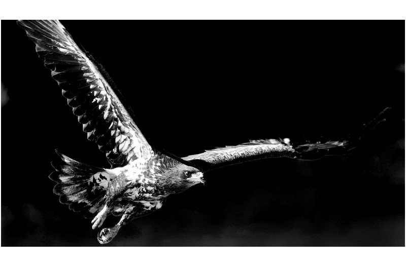 PHOTO BY  | Canon EOS R6  | 2024:01:30 13:13:47  | ISO-800 | 1/1250 sec | f 10 | 800 mm | EV=0 | ● WIDTH:1961 pixels  HEIGHT:1103 pixels