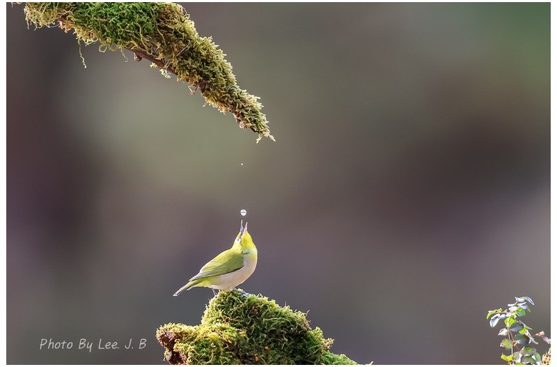 PHOTO BY  | Canon EOS R3  | 2024:01:01 13:04:31  | ISO-2000 | 1/3200 sec | f 4 | 600 mm | EV=-0.7 | ● WIDTH:2131 pixels  HEIGHT:1419 pixels