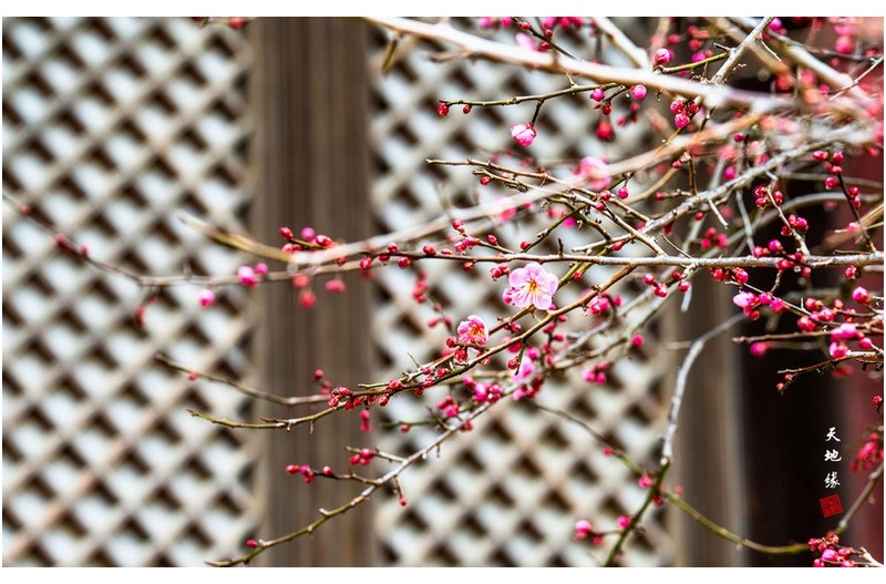PHOTO BY KKY_CWANG_YEOL  | NIKON Z 8  | 2024:02:04 11:19:25  | ISO-100 | 1/20 sec | f 7.1 | 155 mm | EV=0.3 | ● WIDTH:1700 pixels  HEIGHT:1062 pixels