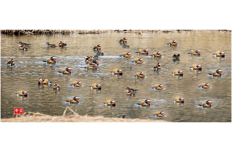 PHOTO BY changickheun  | Canon EOS-1D X Mark III  | 2024:02:03 13:48:01  | ISO-800 | 1/800 sec | f 4.5 | 600 mm | EV=0 | ● WIDTH:1800 pixels  HEIGHT:726 pixels