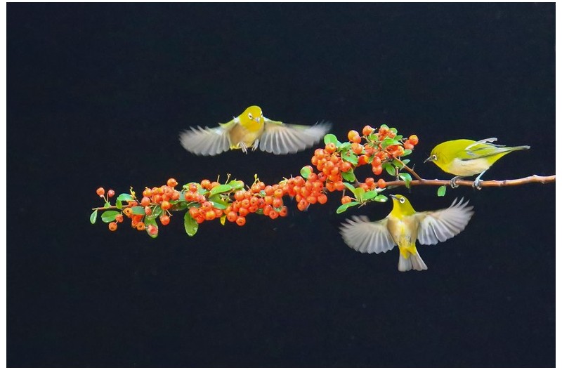 PHOTO BY WO2YA LAB  | Canon EOS-1D X Mark II  | 2024:01:15 16:00:49  | ISO-3200 | 1/2000 sec | f 25 | 271 mm | EV=0 | ● WIDTH:1800 pixels  HEIGHT:1200 pixels
