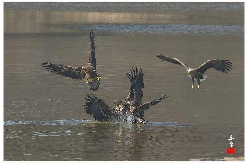 PHOTO BY  | NIKON Z 9  | 2024:01:30 12:24:10  | ISO-640 | 1/2500 sec | f 7.1 | 840 mm | EV=-0.3 | ● WIDTH:1700 pixels  HEIGHT:1133 pixels
