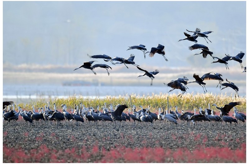 PHOTO BY WO2YA LAB  | Canon EOS-1D X Mark II  | 2024:01:15 16:00:52  | ISO-3200 | 1/2000 sec | f 16 | 271 mm | EV=0 | ● WIDTH:1800 pixels  HEIGHT:1200 pixels