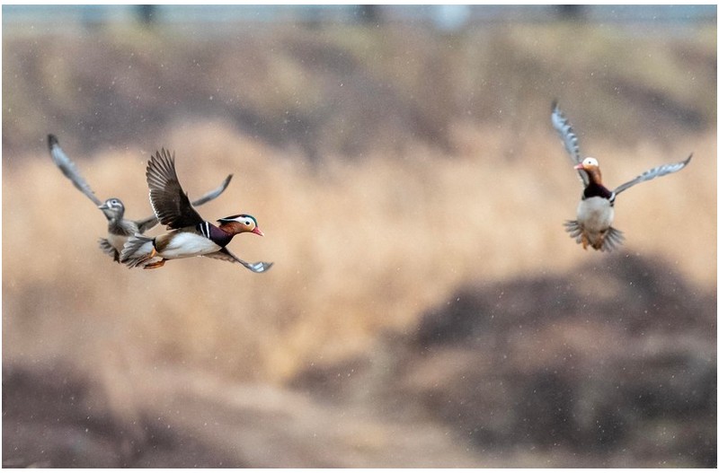 PHOTO BY  | NIKON D850  | 2024:02:05 09:35:40  | ISO-3200 | 1/1250 sec | f 7.1 | 600 mm | EV=0.3 | ● WIDTH:3745 pixels  HEIGHT:2434 pixels