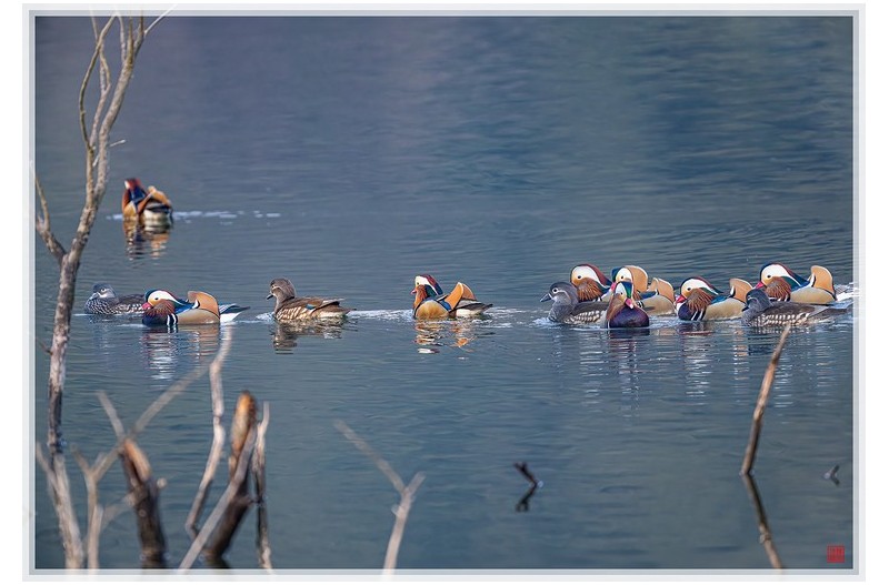 PHOTO BY  | NIKON Z 9  | 2024:02:03 08:08:49  | ISO-3200 | 1/640 sec | f 6.3 | 840 mm | EV=0 | ● WIDTH:1500 pixels  HEIGHT:1030 pixels