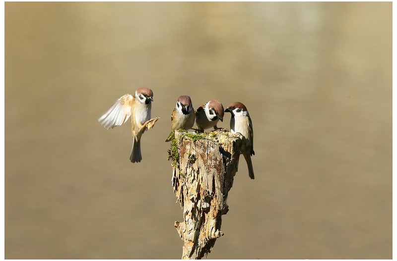 PHOTO BY WO2YA LAB  | Canon EOS-1D X Mark II  | 2024:02:07 16:52:41  | ISO-3200 | 1/2000 sec | f 14 | 371 mm | EV=0 | ● WIDTH:1800 pixels  HEIGHT:1200 pixels