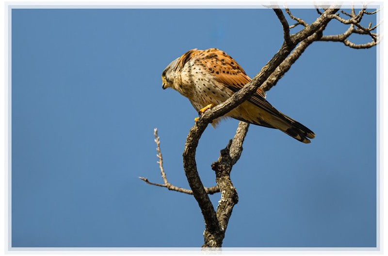 PHOTO BY  | NIKON Z 9  | 2024:02:12 12:38:58  | ISO-360 | 1/1250 sec | f 6.3 | 840 mm | EV=0.3 | ● WIDTH:1500 pixels  HEIGHT:999 pixels